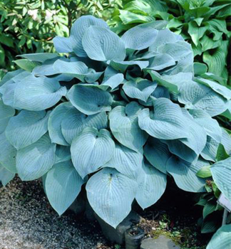 Hosta (Bohyka) BLUE ANGEL kont. 1,5 l