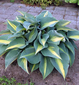 Hosta (Bohyka) CATHERINE kont. 1 l