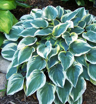 Hosta (Bohyka) FIRST FROST kont. 1 l
