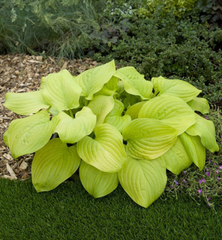 Hosta (Bohyka) TORTILLA CHIP, kont. 1 l