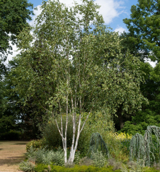 Bza himaljsk (jacquemontii) 200-240 cm, kont. 15 l