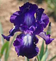 Kosatec n�meck� �EXOTIC STAR�, kont. 1 l