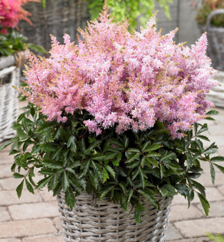 echrava hybridn SUGARBERRY kont. 1,5 l
