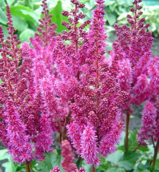 echrava Arendsova PURPLE RAIN kont. 1 l