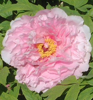 Obrzok (3)