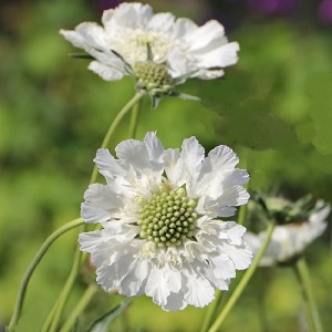 Obrzok (5)