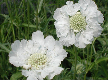 Obrzok (4)