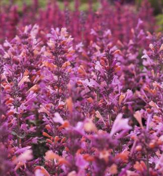 Agastache KUDOS AMBROSIA kont. 0,5 l