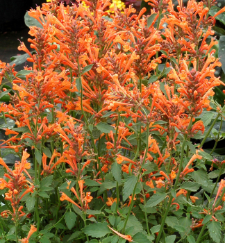 Agastache KUDOS MANDARIN kont. 0,5 l