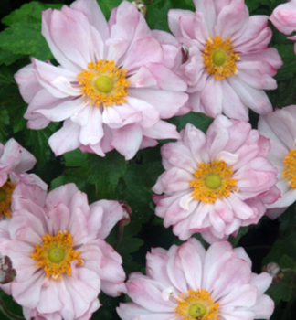 Sasanka �MONTE ROSE� kont. 1 l