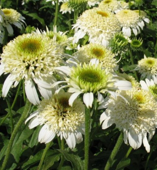 Tapatka hybridn WHITE DOUBLE DELIGHT, kont. 0,5 l