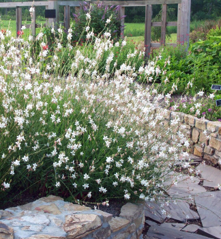 Gaura Lindheimeri WHIRLING BUTTERFLIES kont. 0,5 l