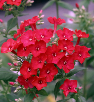 Flox latnat FLAME RED kont. 1 l