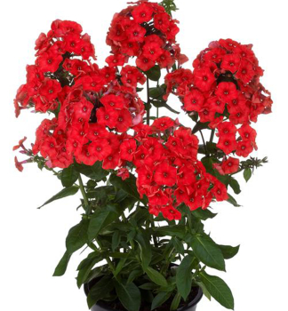 Flox latnat FLAME RED kont. 0,5 l