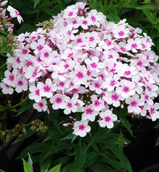 Flox latnat FLAME WHITE EYE kont. 0,5 l