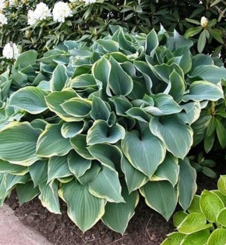 Hosta (Bohyka) REGAL SPLENDER kont. 1,5 l