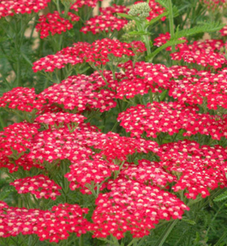 �eb���ek obecn� �PAPRIKA� kont. 0,5 l