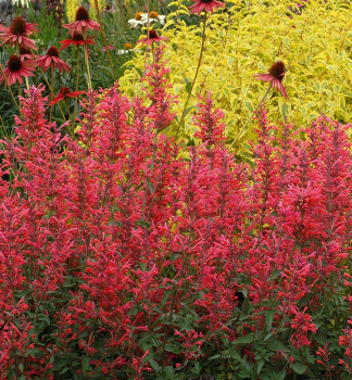 Agastache KUDOS CORAL kont. 0,5 l