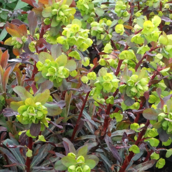 Obrzok (4)