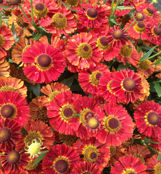 Helenium MARIACHI SALSA kont. 0,5 l