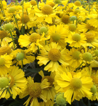 Helenium MARIACHI SOMBRERO kont. 0,5 l