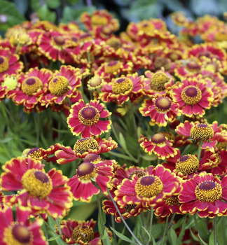 Helenium BANDERA kont. 0,5 l