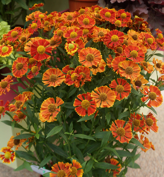 Helenium PONCHO kont. 0,5 l