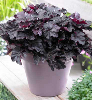 Dluicha americk OBSIDIAN kont. 0,5 l