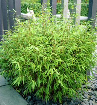 Bambus / Fargesia rufa 30-40 cm, kont. 1,5 l