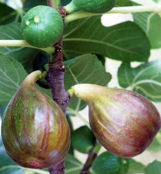Fkovnk MADELEINE DES DEUX SAISONS 10-15 cm, kont. 0,5 l