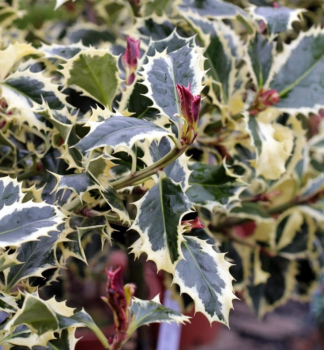 Cesmna ostrolist  'ARGENTEA MARGINATA' 50-60 cm, kont. 3 l