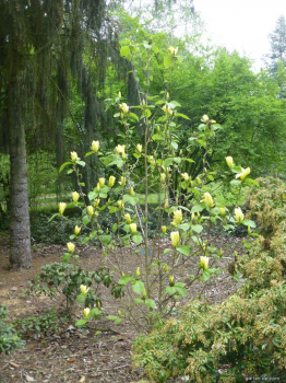 Obrzok (2)