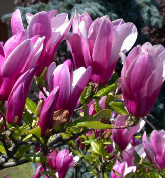 cholan hybridn SUSAN 40-50 cm, kont. 5 l