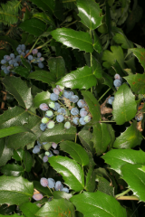 Obr�zok (1)