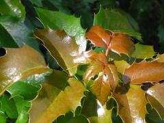 Obr�zok (7)