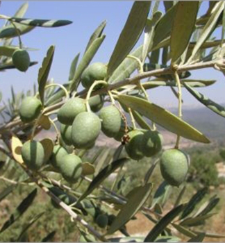 Olivovník evropský 20-30 cm, kont. 1,5 l