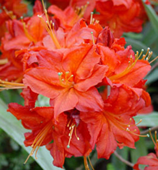 Azalka velkokv�t� �SATAN� 70-80 cm, kont. 2,5 l