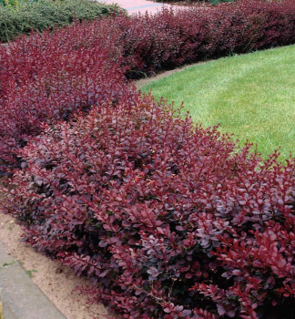 Dil Thunbergv ATROPURPUREA NANA 20-30 cm, kont. 2 l