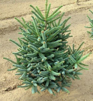 Jedle panlsk GLAUCA 40-50 cm, kont. 7,5 l