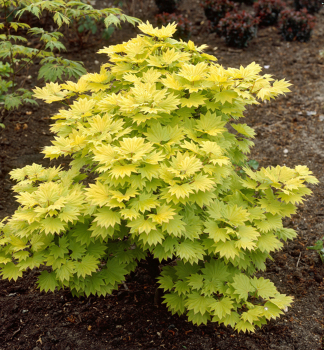 Javor japonsk AUREUM 40-50 cm, kont. 3 l