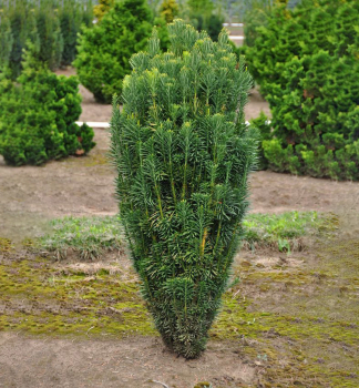 Hlavotis peckovicov FASTIGIATA 20-30 cm, kont. 3 l