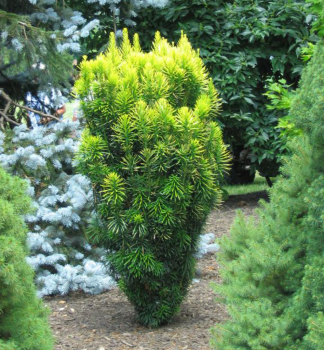 Hlavotis peckovicov KOREAN GOLD 50-60 cm, kont. 3 l