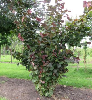 L�ska obecn� �RODE ZELLERNOOT� 150-160 cm, kont. 5 l