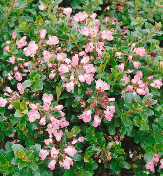 Zbluda APPLE BLOSSOM 20-30 cm, kont. 3 l