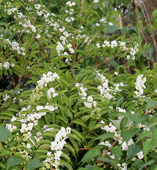 Krsnoplodka japonsk LEUCOCARPA 30-40 cm, kont. 3 l