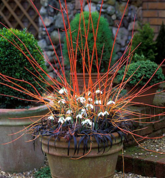 Svda krvav MIDWINTER FIRE 50-60 cm, kont. 3,5 l