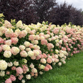 Hortenzie lantnat� �MAGICAL SUMMER�� 30-40 cm, kont. 2,5 l