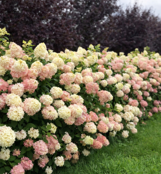 Hortenzie lantnat� �MAGICAL SUMMER�� 30-40 cm, kont. 2,5 l
