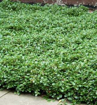 Skalnk Dammerv MAJOR 20-30 cm, kont. 1 l