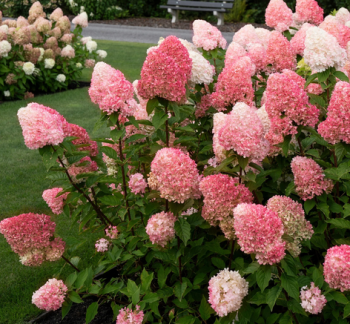 Hortenzie latnat� �LIVING PINK & ROSE�� 30-40 cm, kont. 4 l